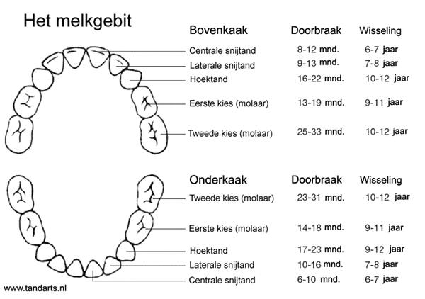 Melk-gebit